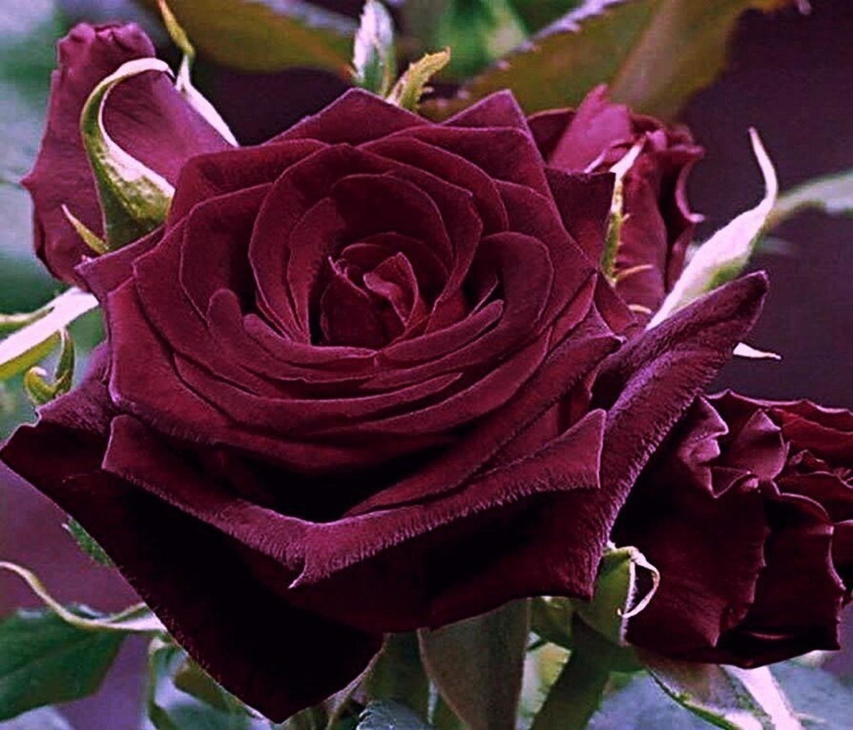 Сорт роз саженцы