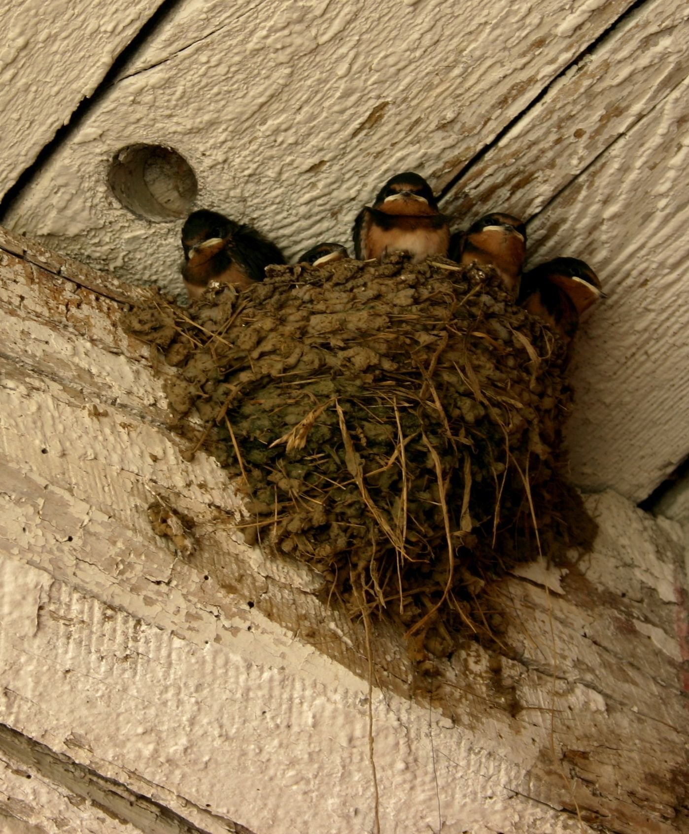 Гнезда птиц в домах. Гнездо ласточки. Гдеивьет гнездо ласточки. Гнездо стрижа. Гнездо городской ласточки.