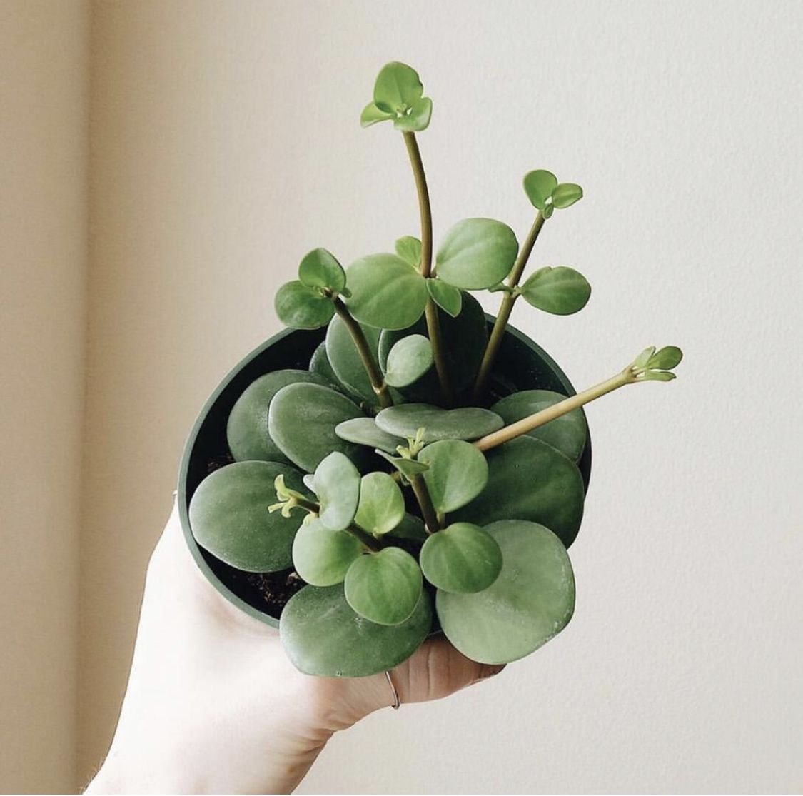 Пеперомия грин голд. Пеперомия Green Bubble. Пеперомия Euphorbia tulearensis. Пеперомия бонсай. Пеперомия суккулент.