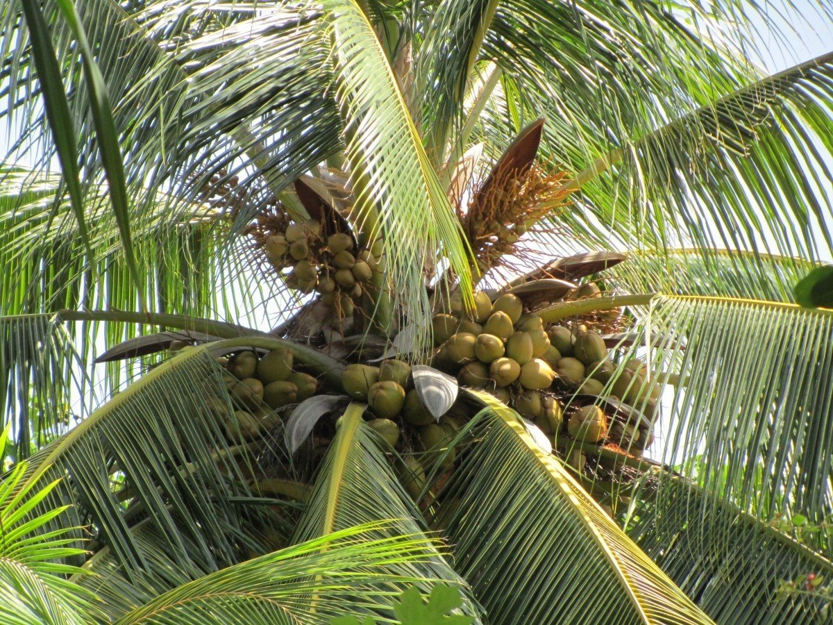Кокосовая пальма дома
