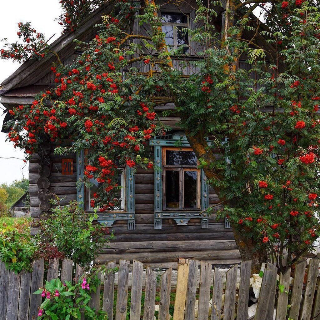 Рябина в саду-витамины дома уход, посадка, полив, фото, сорта