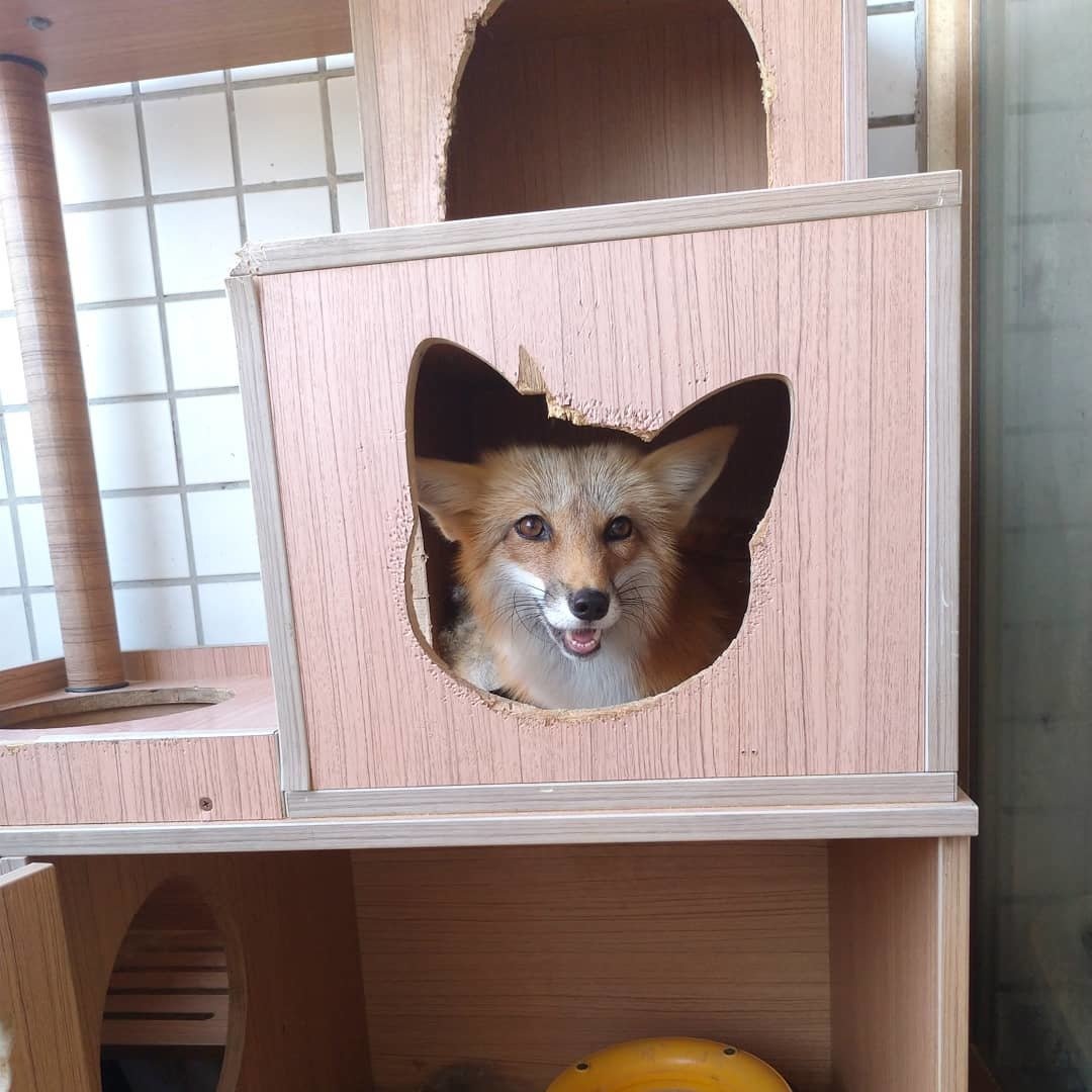 Дом fox. Домик лисы. Лиса в домике. Домик для лисы в квартире. Домашняя лиса.
