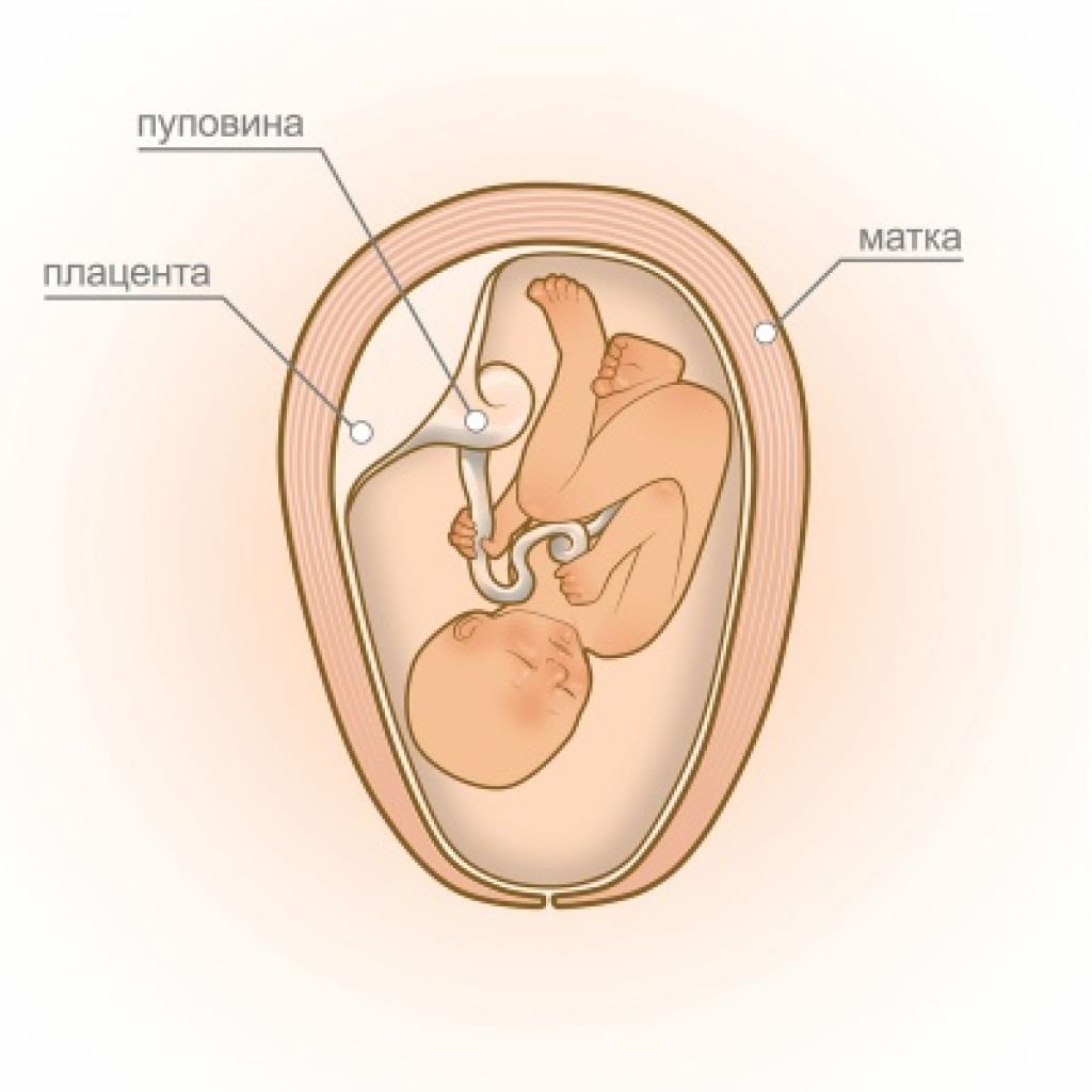 Матка растет. Плацента матка пуповина. Ребёнок в животе у мамы.