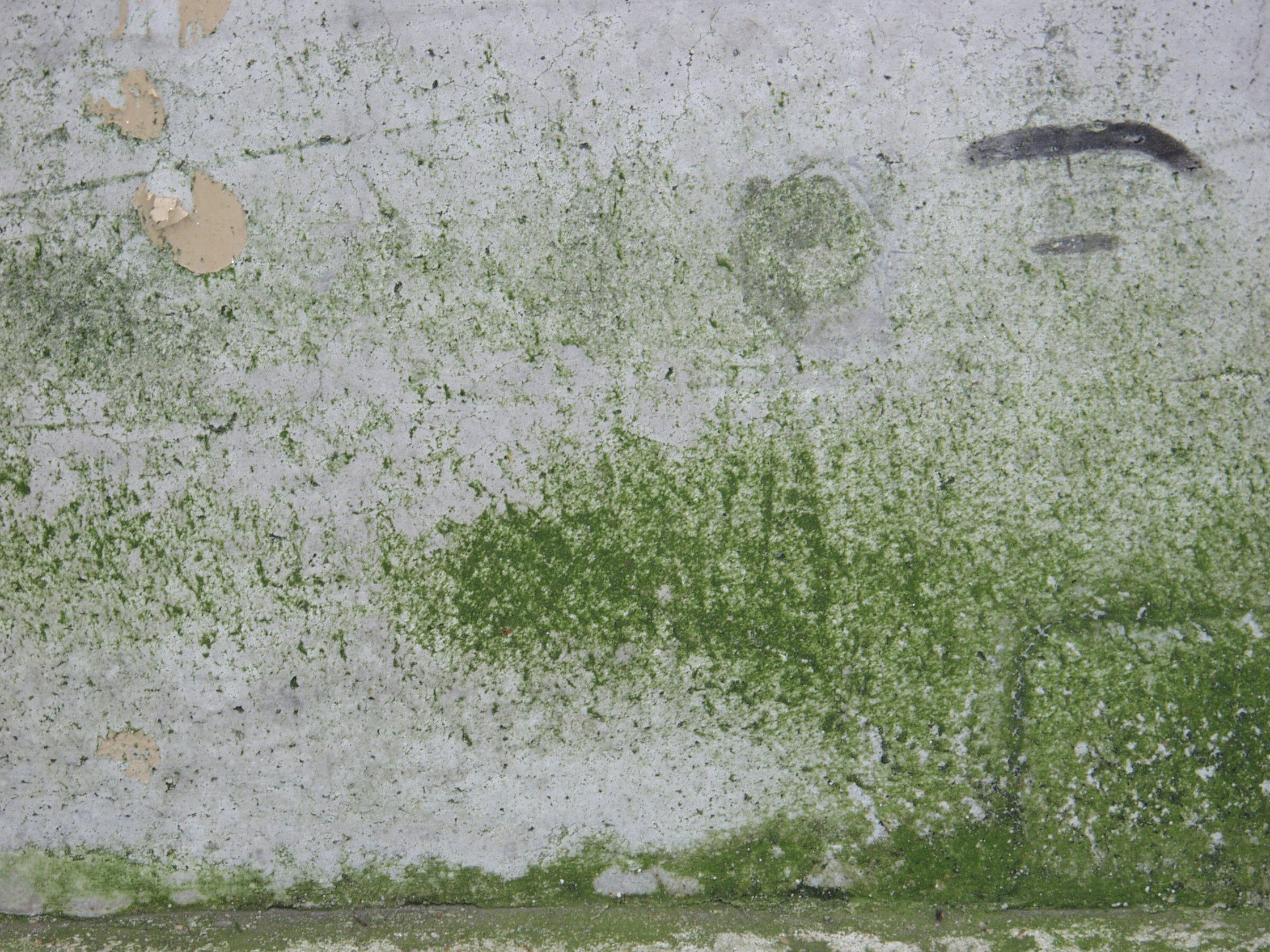 Бетонно зеленый. Мох на бетоне. Плесень на бетонной стене. Бетонная стена. Зеленая штукатурка.