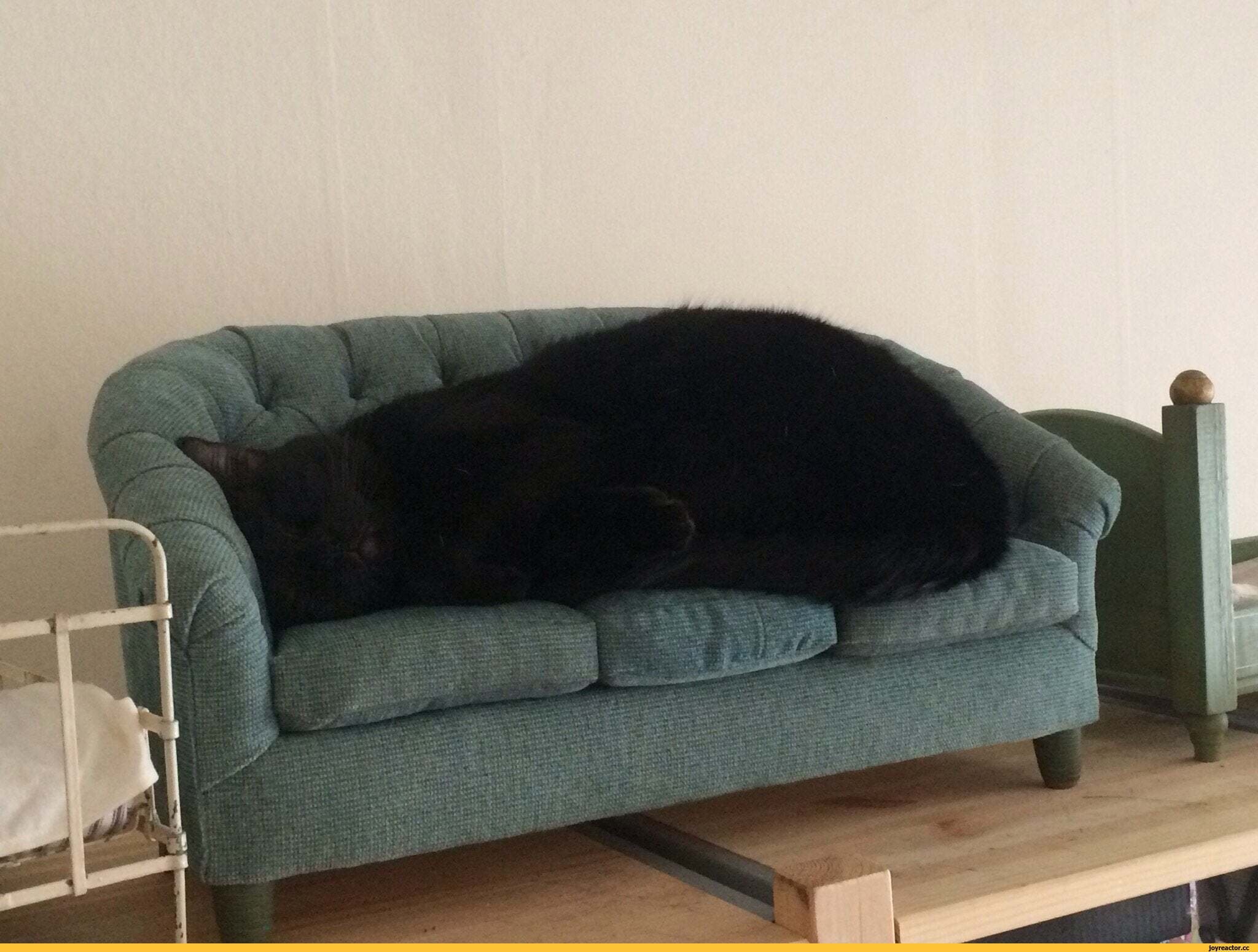 Диван лени. Кот на диване. Смешной диван. Кошачий диван. Мягкий диванчик для кошки.