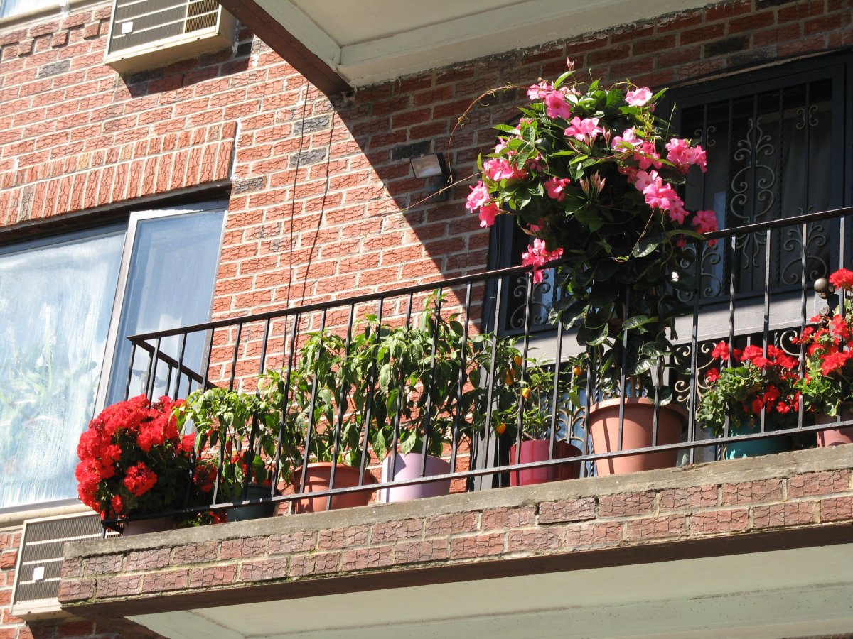 Вьющаяся роза на балконе