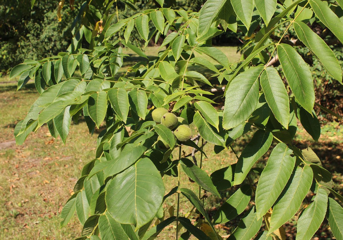 Съедобен ли маньчжурский орех. Орех маньчжурский (Juglans mandshurica). Орех маньчжурский(Juglans mandshurica Maxim). Дальний Восток маньчжурский орех. Маньчжурский орех крона.