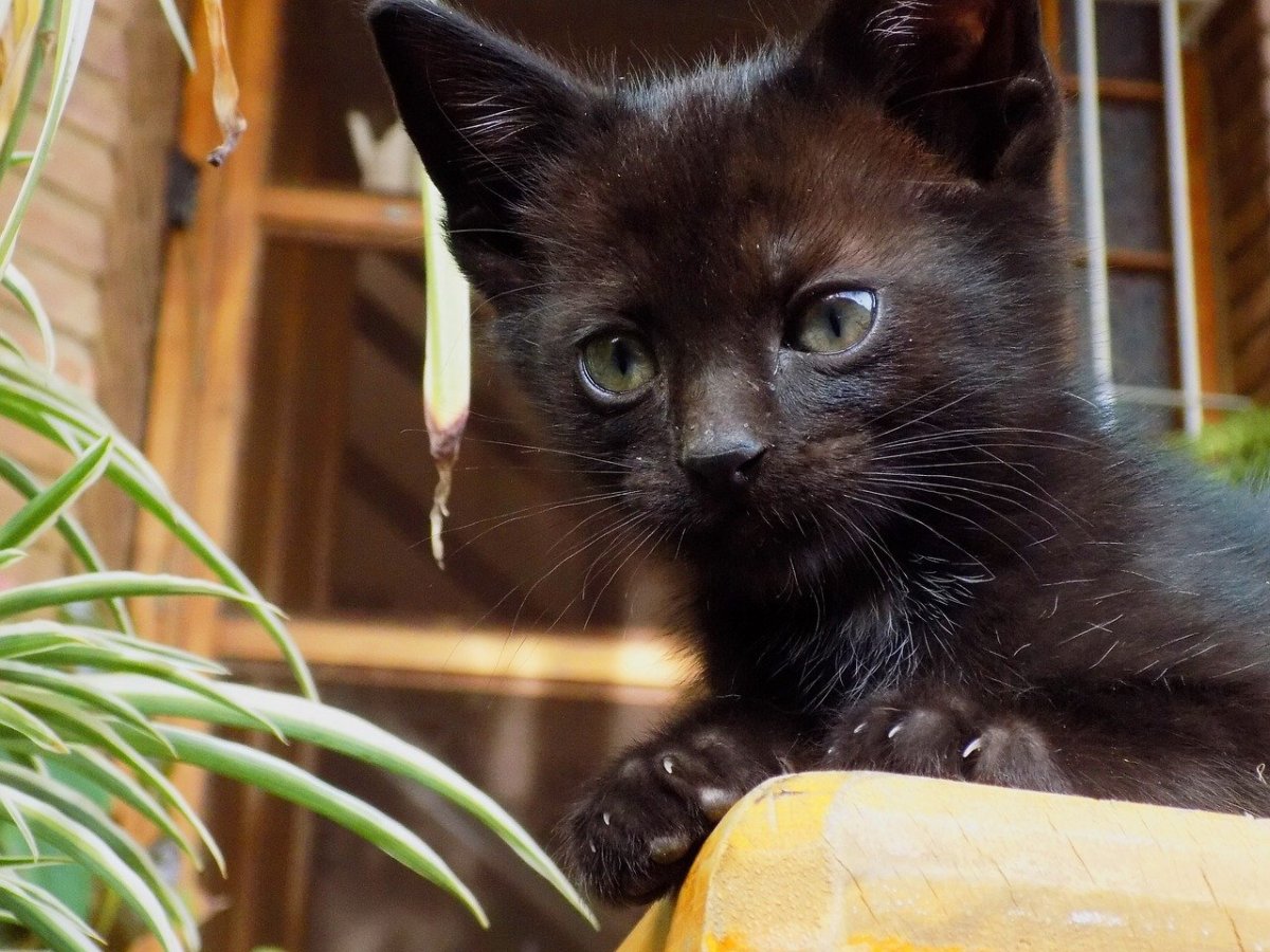 Черный котенок в доме